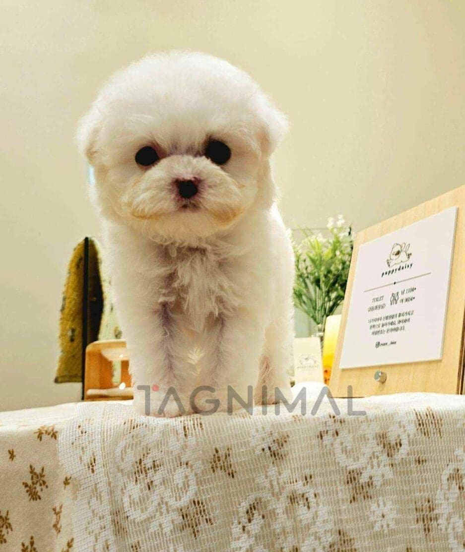 Bichon puppy for sale, dog for sale at Tagnimal