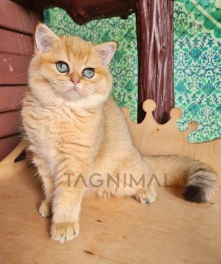 British Shorthair kitten for sale, cat for sale at Tagnimal