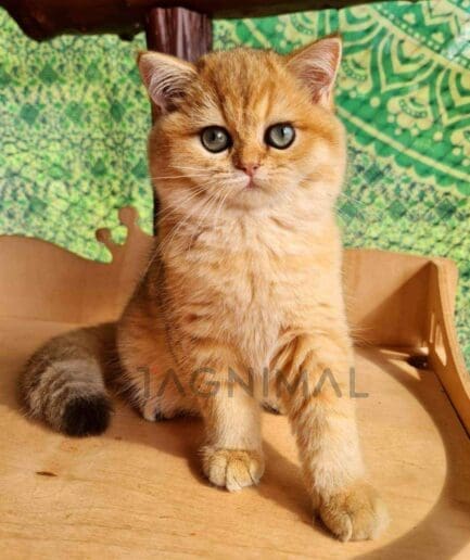 British Shorthair kitten for sale, cat for sale at Tagnimal