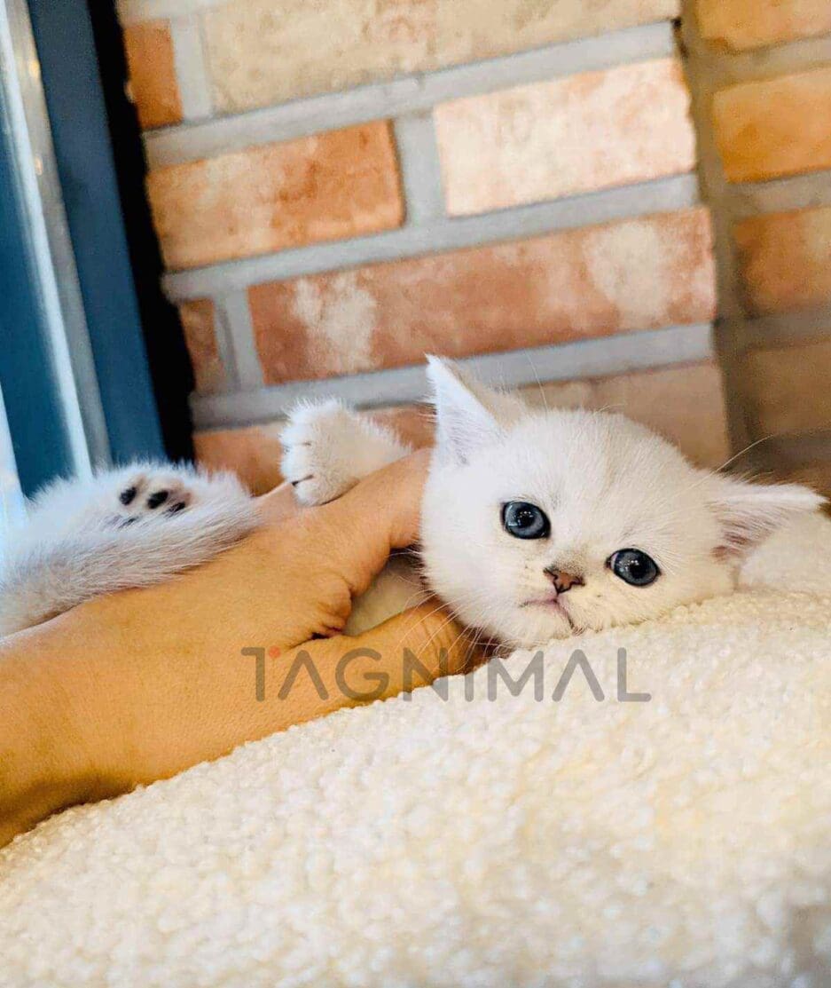 British Shorthair puppy for sale, dog for sale at Tagnimal