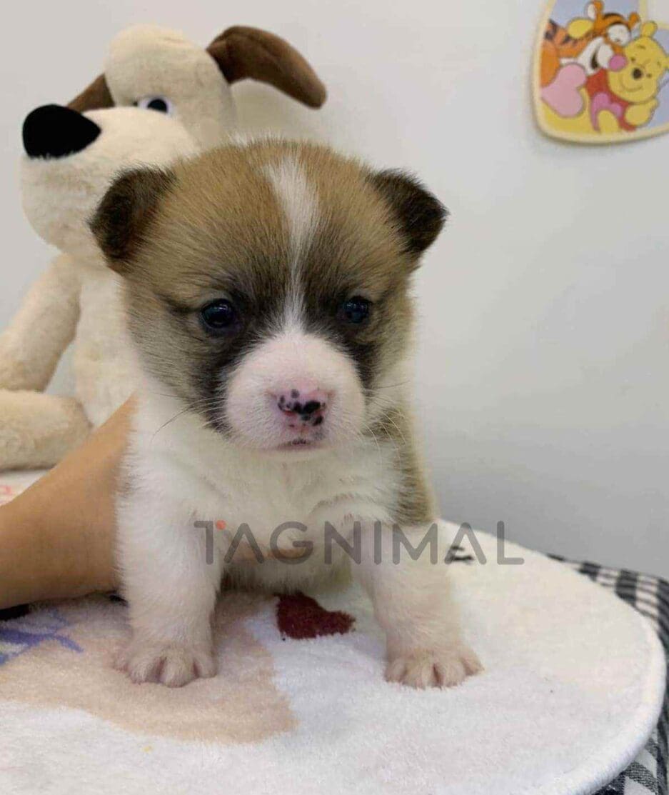 Corgi puppy for sale, dog for sale at Tagnimal