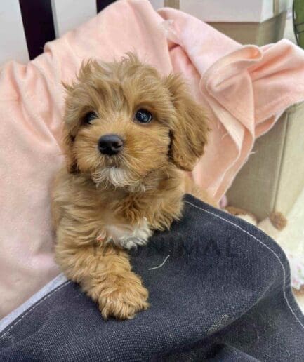 Goldendoodle puppy for sale, dog for sale at Tagnimal