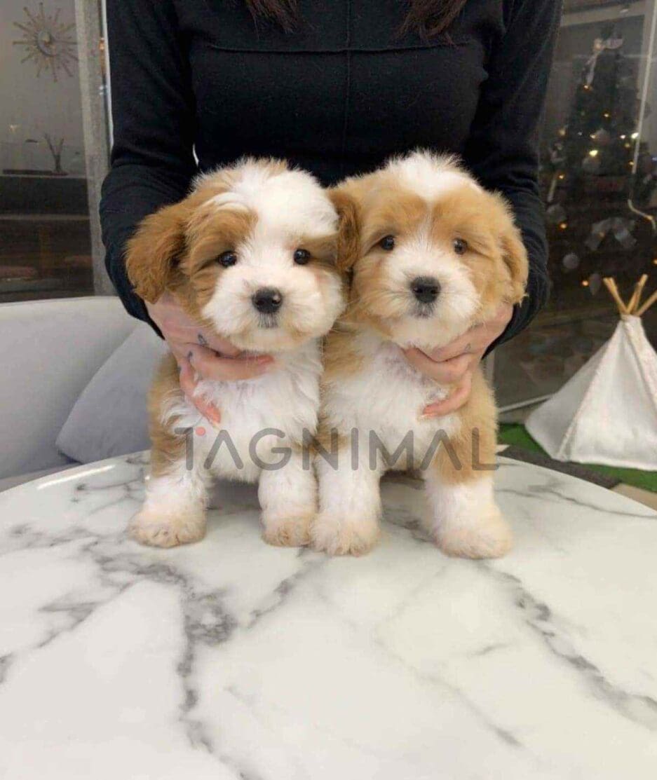 Goldendoodle puppy for sale, dog for sale at Tagnimal