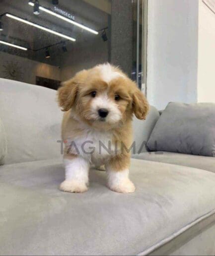 Goldendoodle puppy for sale, dog for sale at Tagnimal