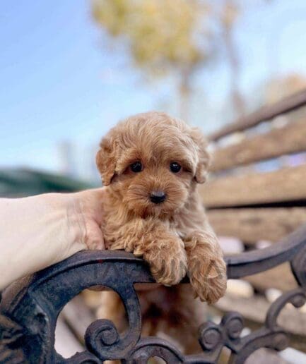 Goldendoodle puppy for sale, dog for sale at Tagnimal