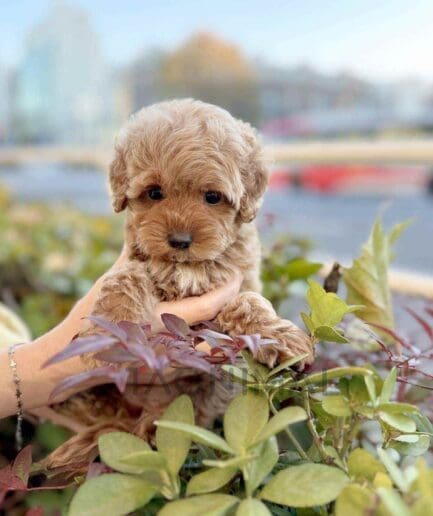 Goldendoodle puppy for sale, dog for sale at Tagnimal