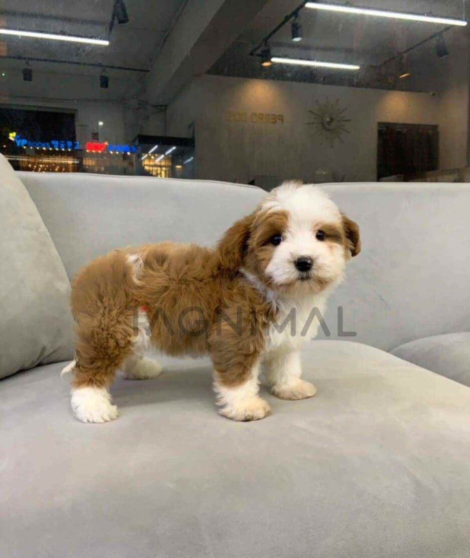 Goldendoodle puppy for sale, dog for sale at Tagnimal