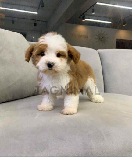 Goldendoodle puppy for sale, dog for sale at Tagnimal