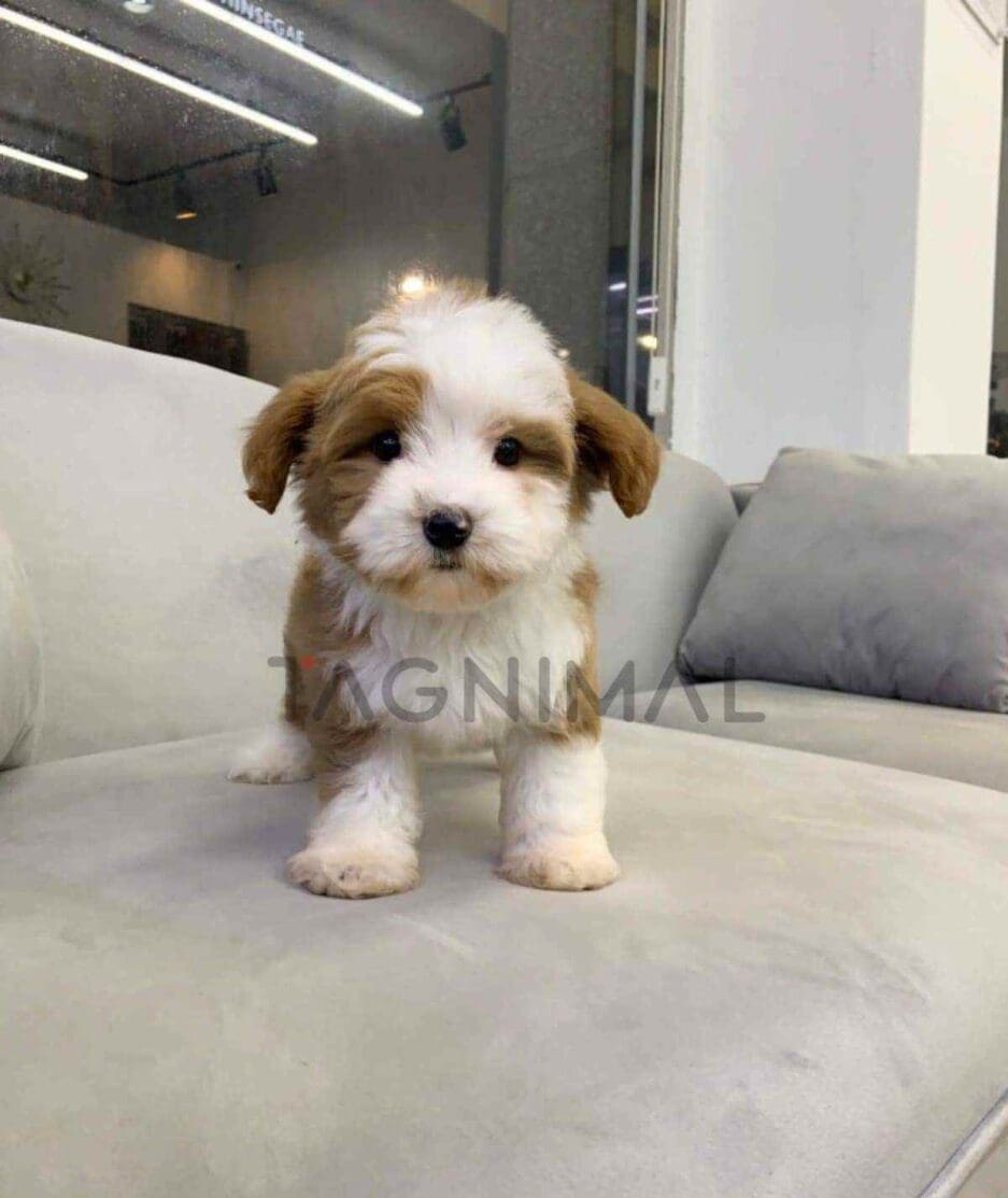 Goldendoodle puppy for sale, dog for sale at Tagnimal