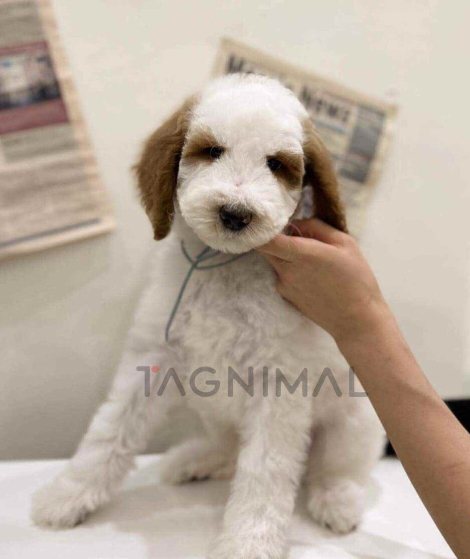 Goldendoodle puppy for sale, dog for sale at Tagnimal