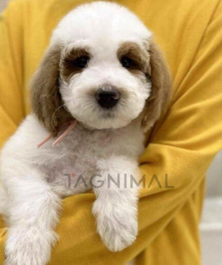 Goldendoodle puppy for sale, dog for sale at Tagnimal