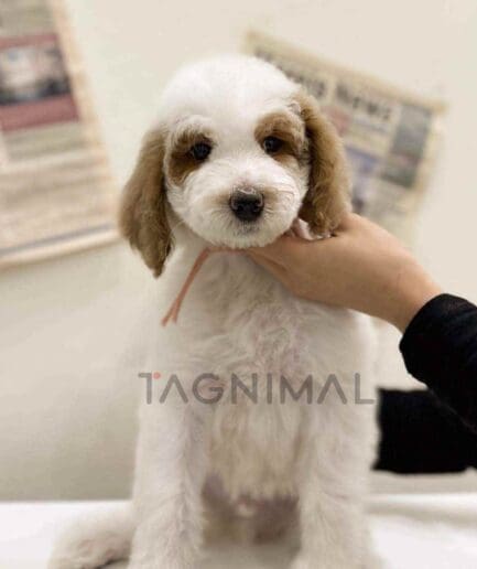 Goldendoodle puppy for sale, dog for sale at Tagnimal