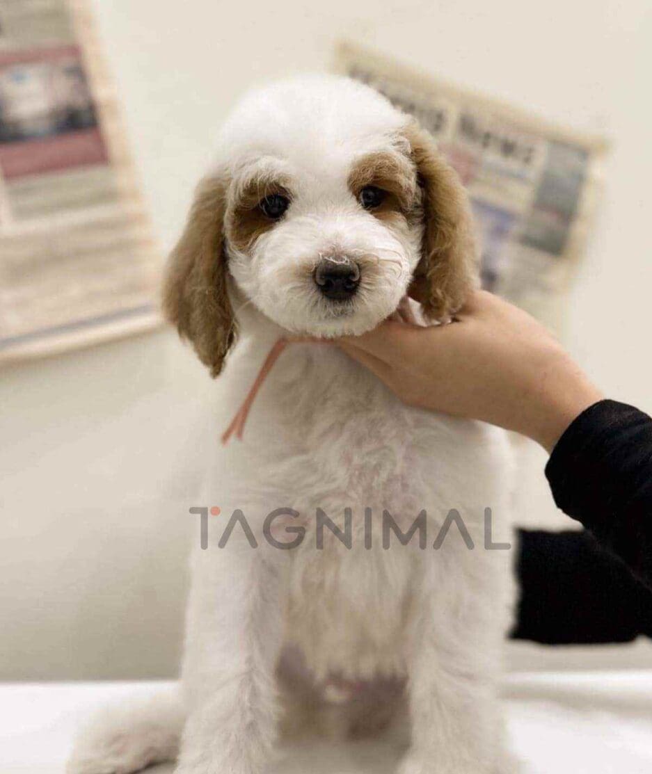 Goldendoodle puppy for sale, dog for sale at Tagnimal