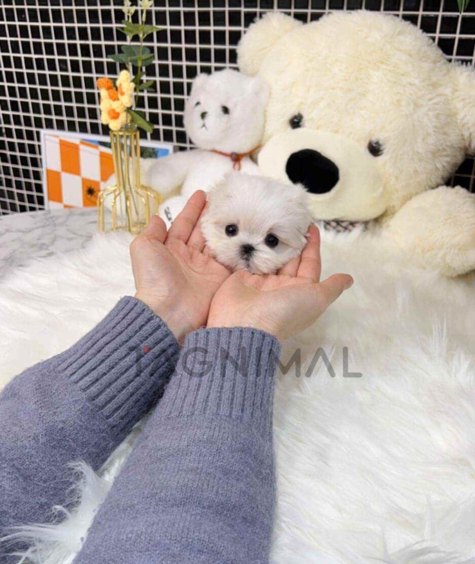 Maltese puppy for sale, dog for sale at Tagnimal