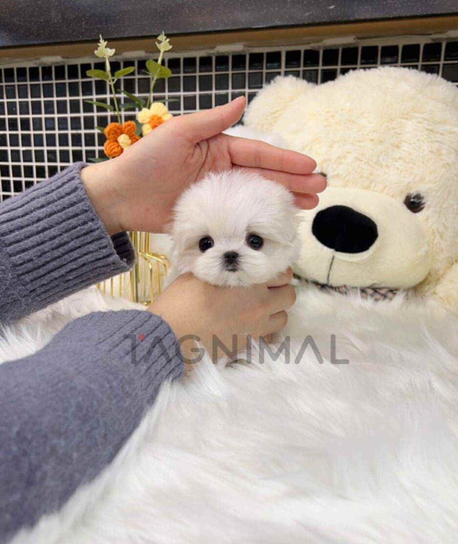 Maltese puppy for sale, dog for sale at Tagnimal