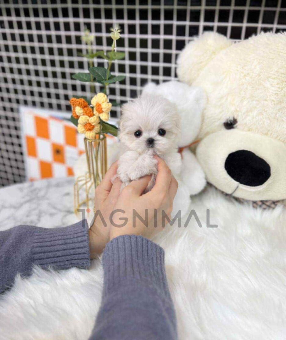 Maltese puppy for sale, dog for sale at Tagnimal