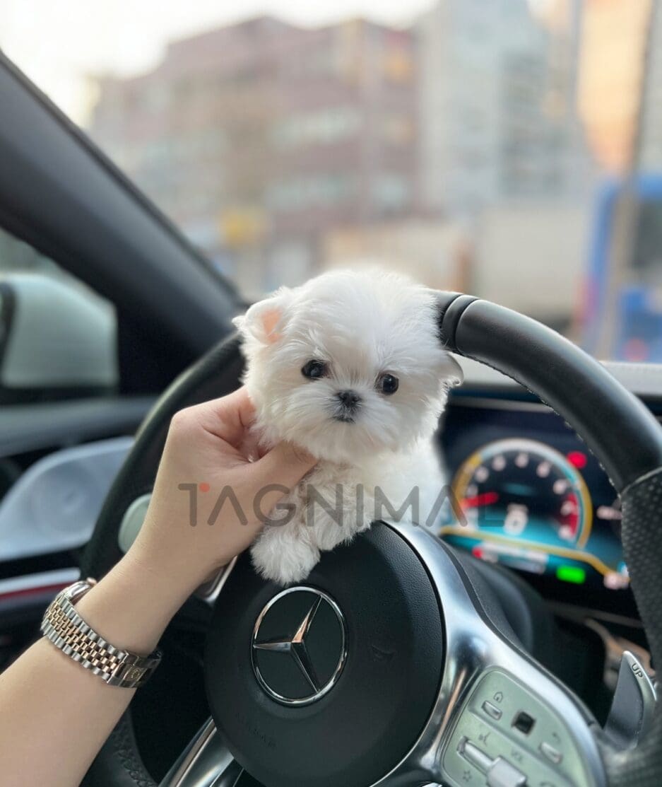 Maltese puppy for sale, dog for sale at Tagnimal