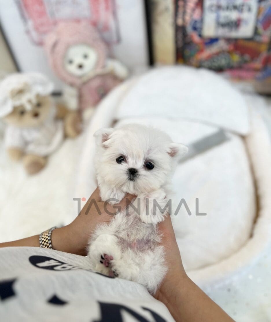 Maltese puppy for sale, dog for sale at Tagnimal