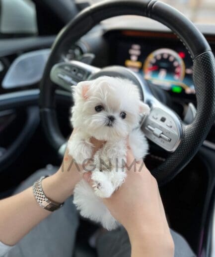 Maltese puppy for sale, dog for sale at Tagnimal