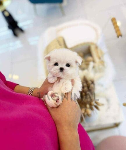 Maltese puppy for sale, dog for sale at Tagnimal