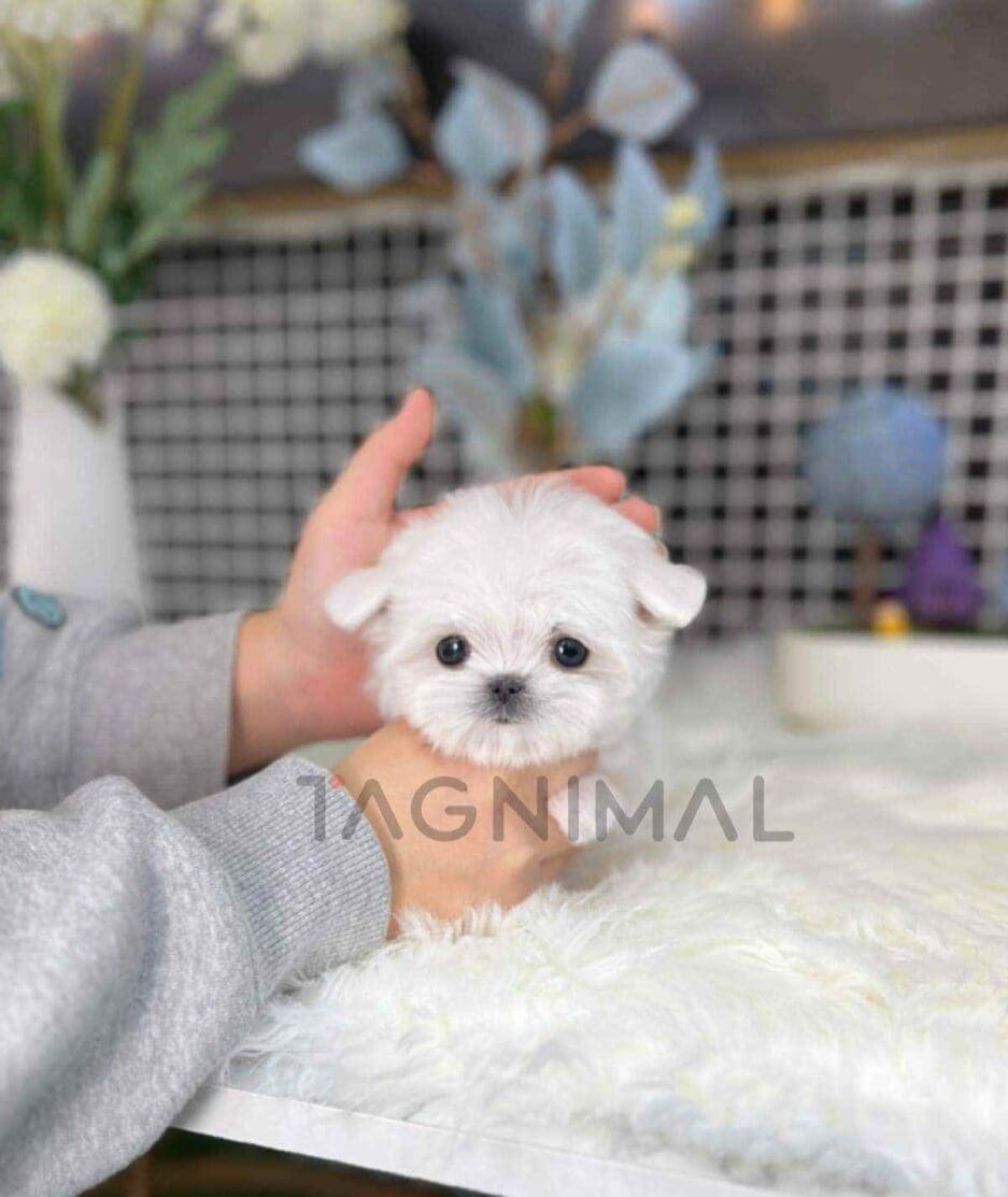 Maltese puppy for sale, dog for sale at Tagnimal