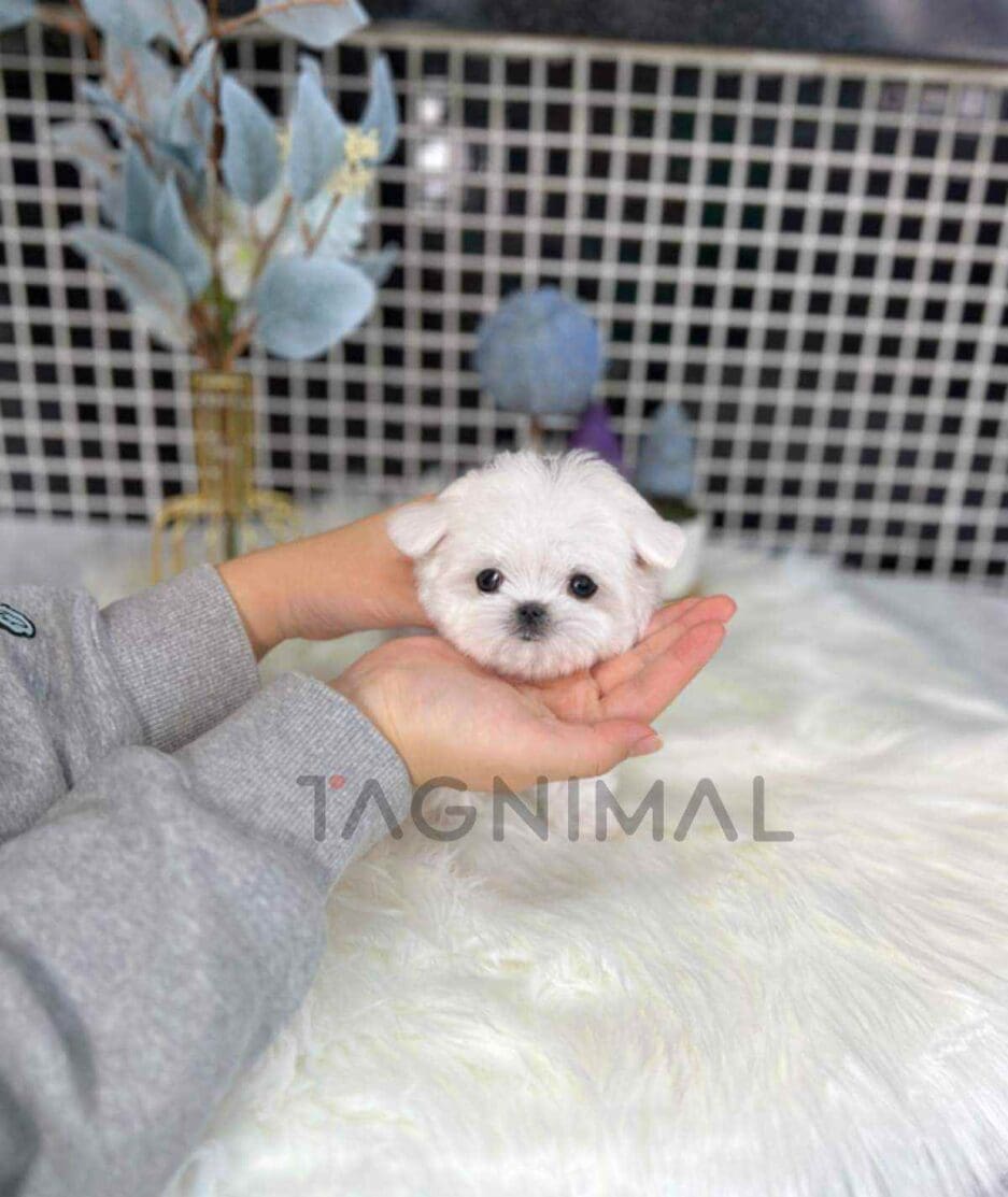 Maltese puppy for sale, dog for sale at Tagnimal