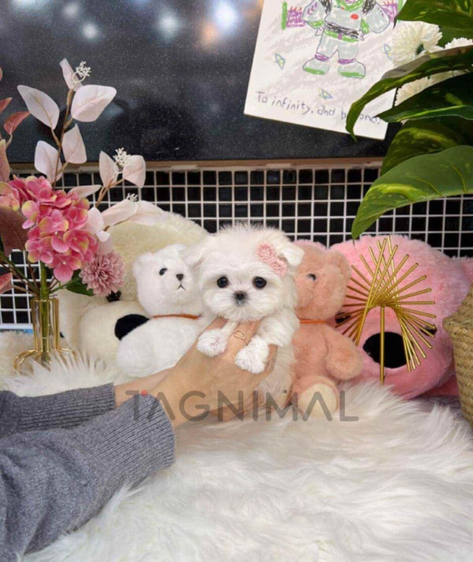 Maltese puppy for sale, dog for sale at Tagnimal