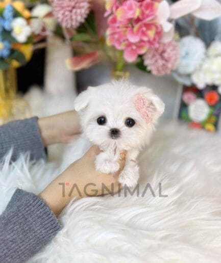 Maltese puppy for sale, dog for sale at Tagnimal