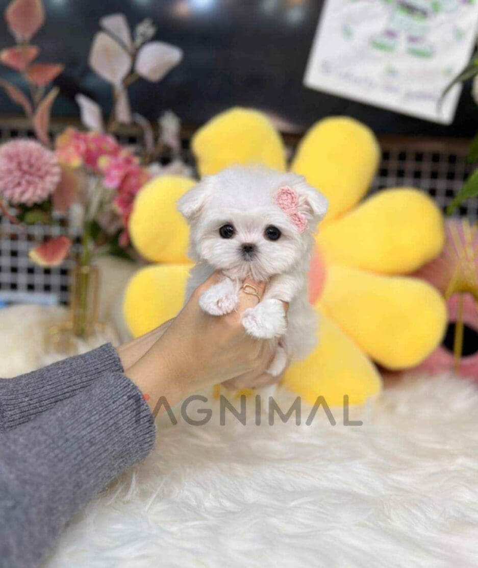 Maltese puppy for sale, dog for sale at Tagnimal