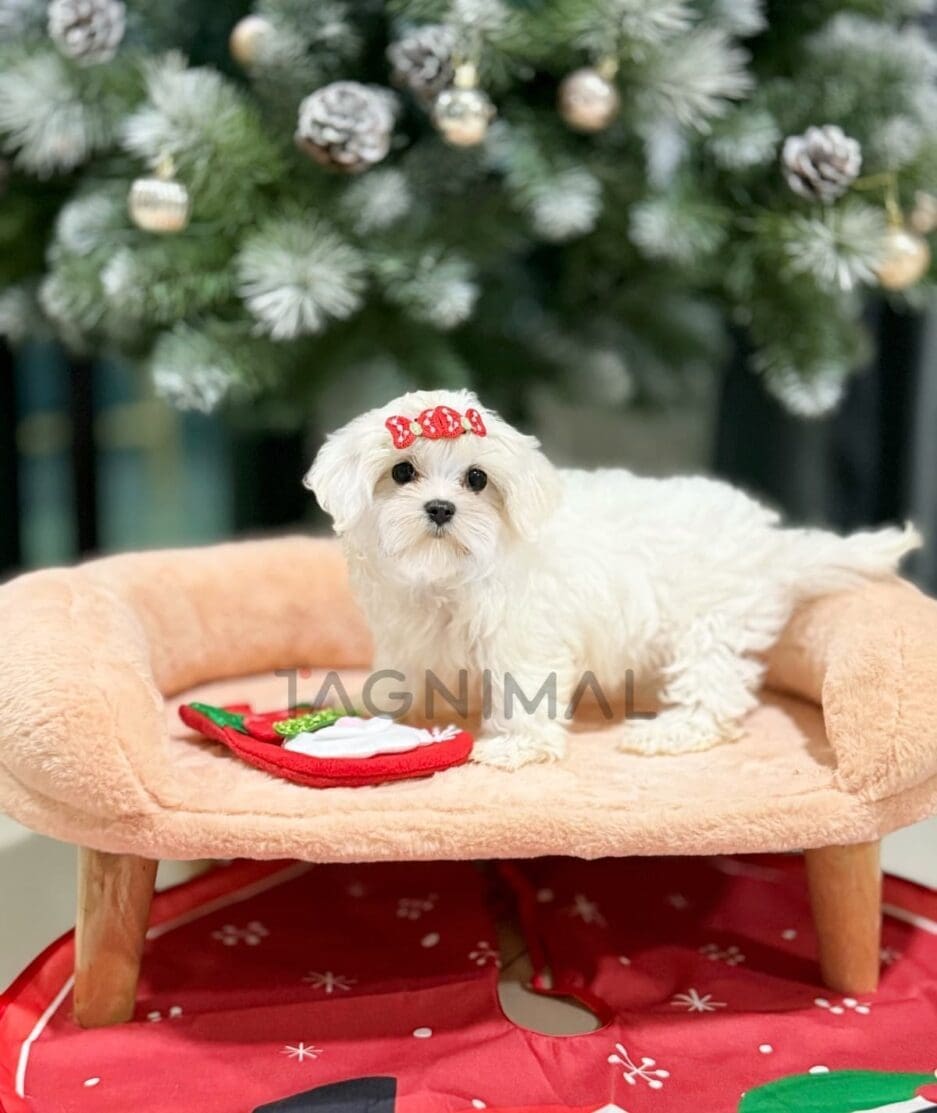 Maltese puppy for sale, dog for sale at Tagnimal