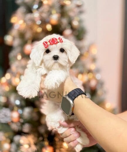 Maltese puppy for sale, dog for sale at Tagnimal