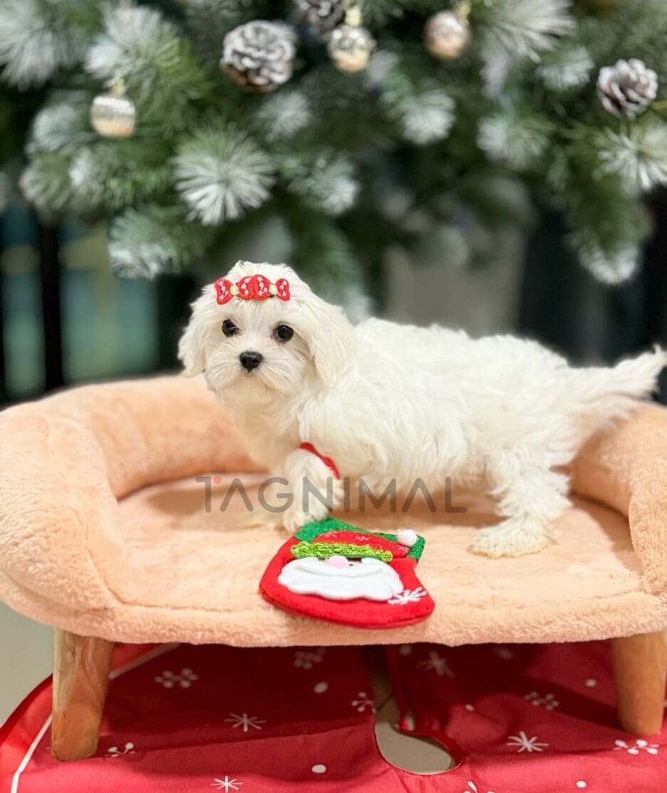 Maltese puppy for sale, dog for sale at Tagnimal