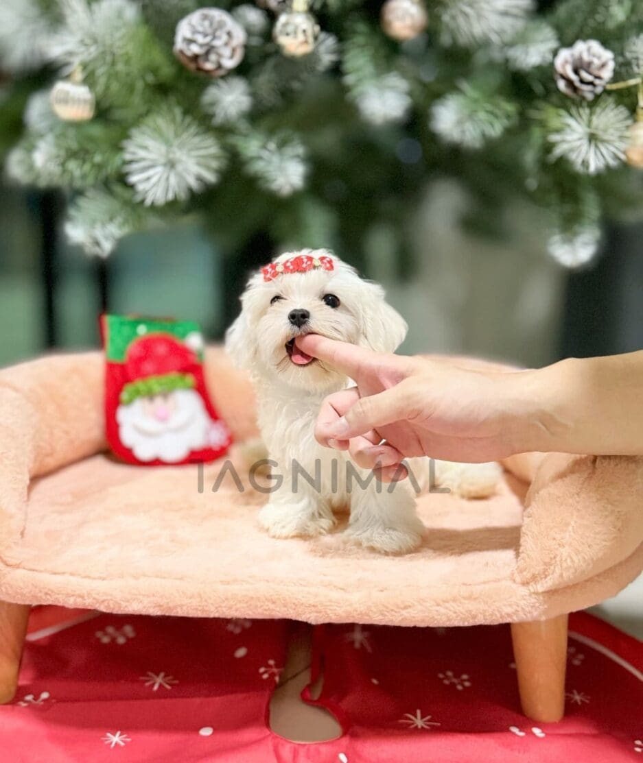 Maltese puppy for sale, dog for sale at Tagnimal