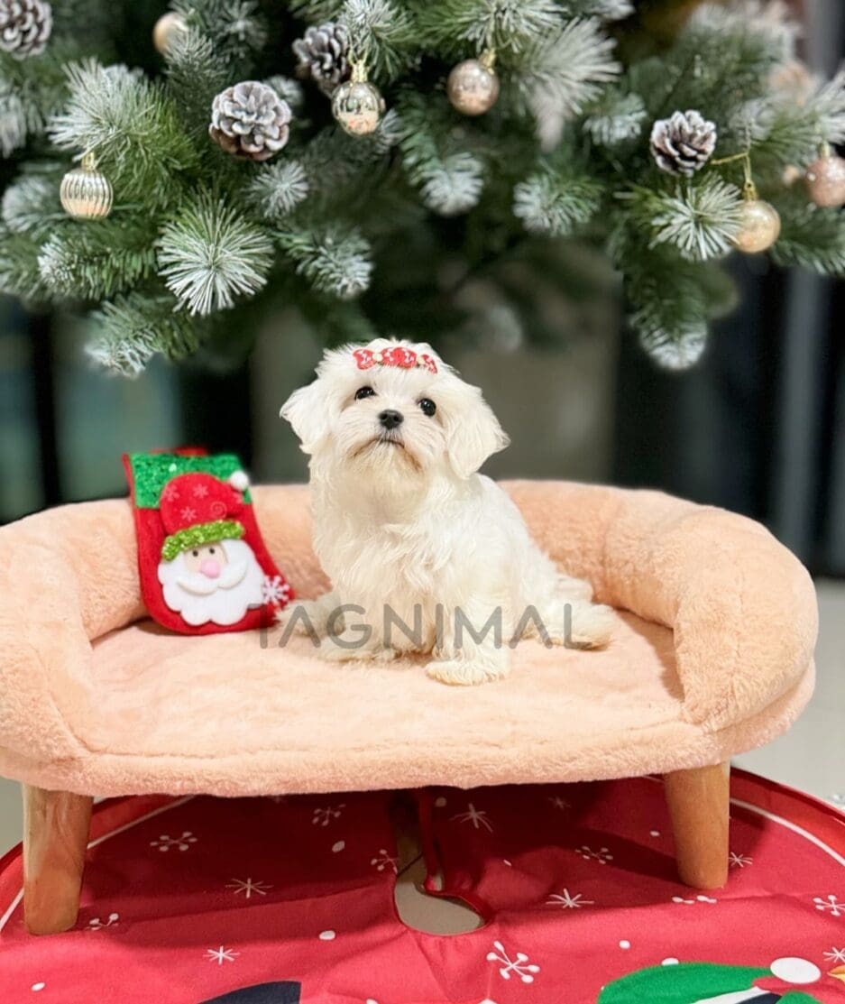 Maltese puppy for sale, dog for sale at Tagnimal