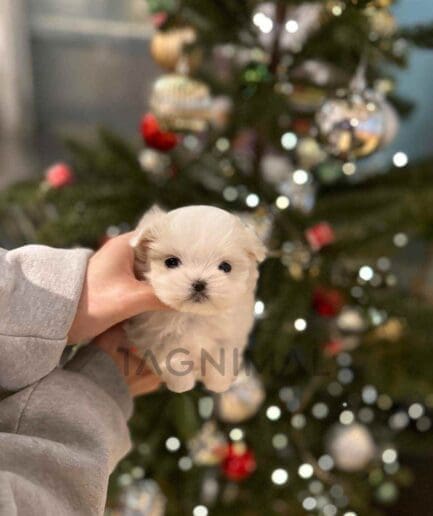 Maltese puppy for sale, dog for sale at Tagnimal