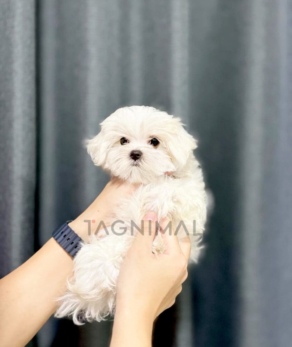 Maltese puppy for sale, dog for sale at Tagnimal