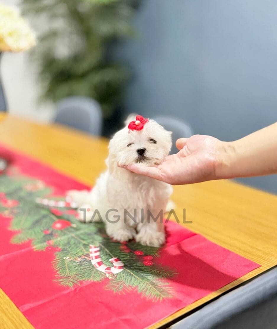 Maltese puppy for sale, dog for sale at Tagnimal