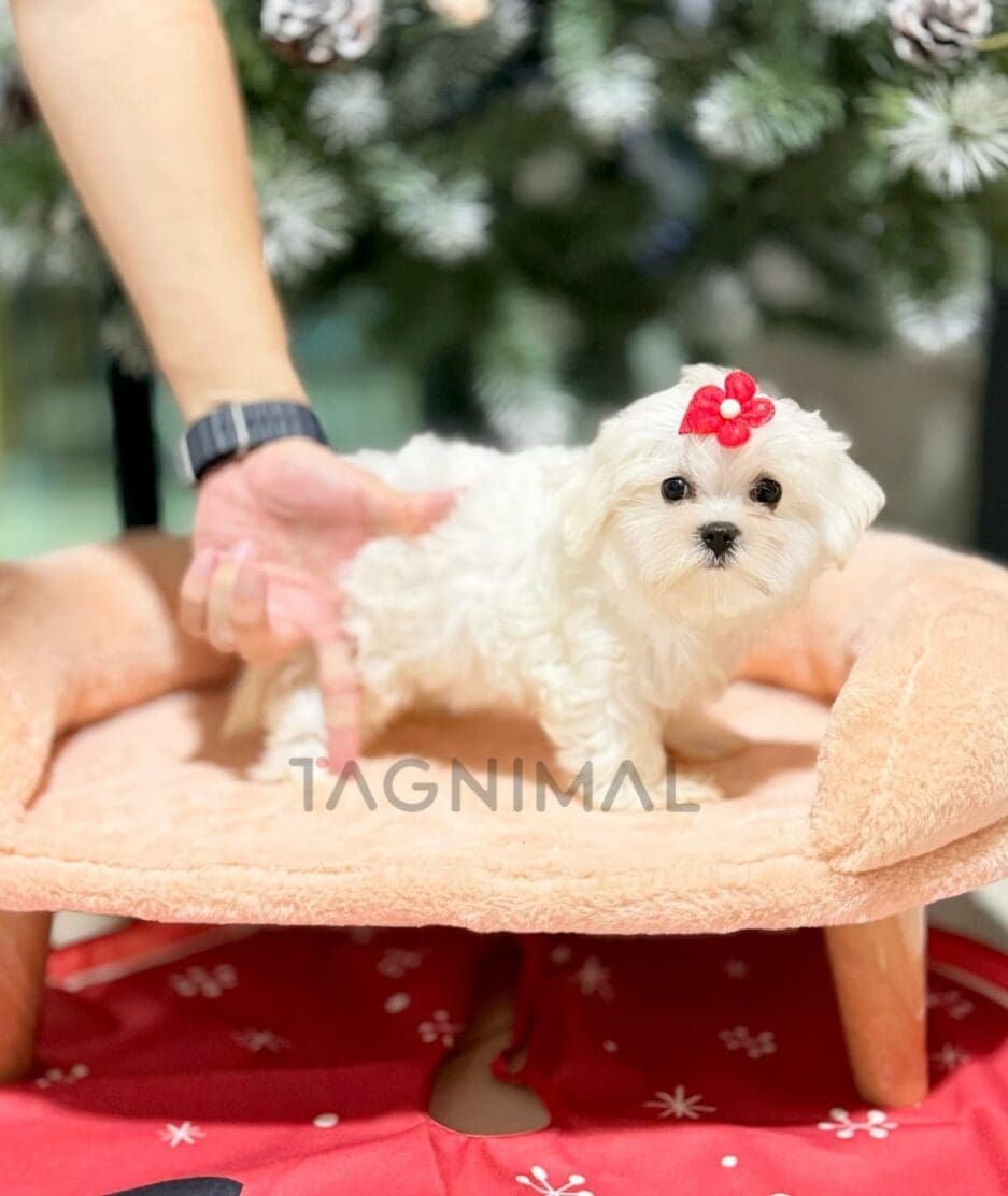 Maltese puppy for sale, dog for sale at Tagnimal