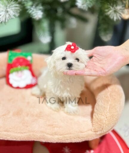 Maltese puppy for sale, dog for sale at Tagnimal