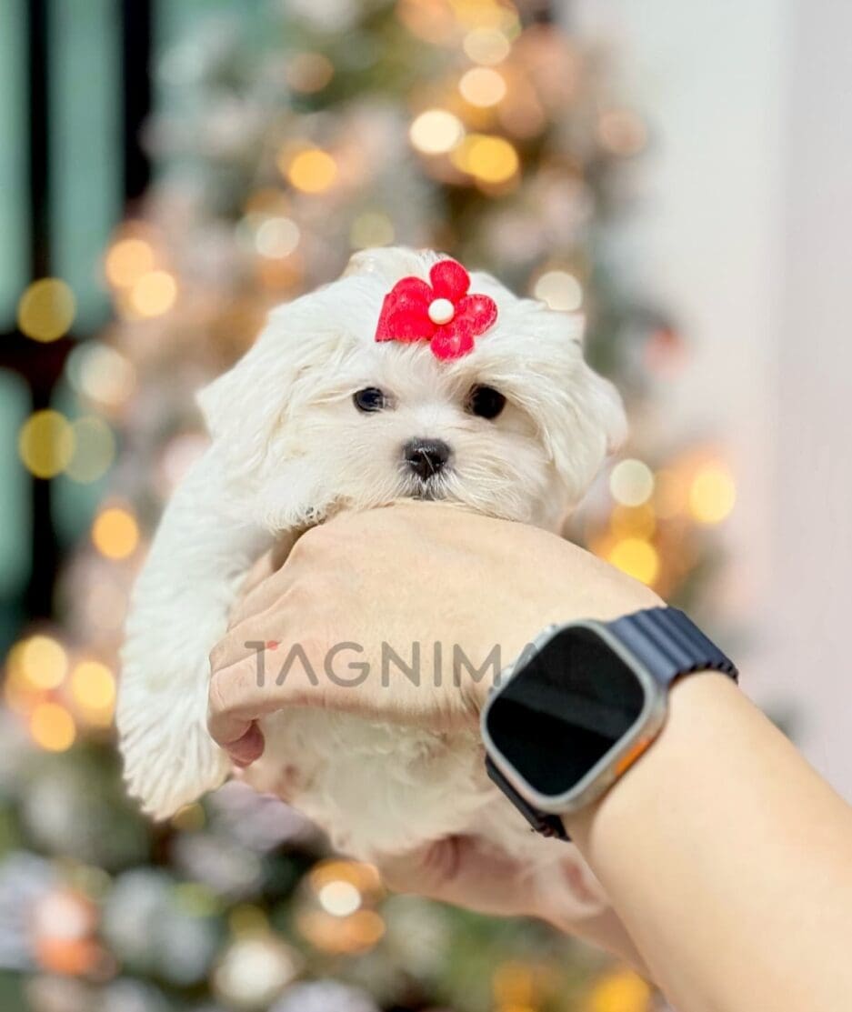 Maltese puppy for sale, dog for sale at Tagnimal