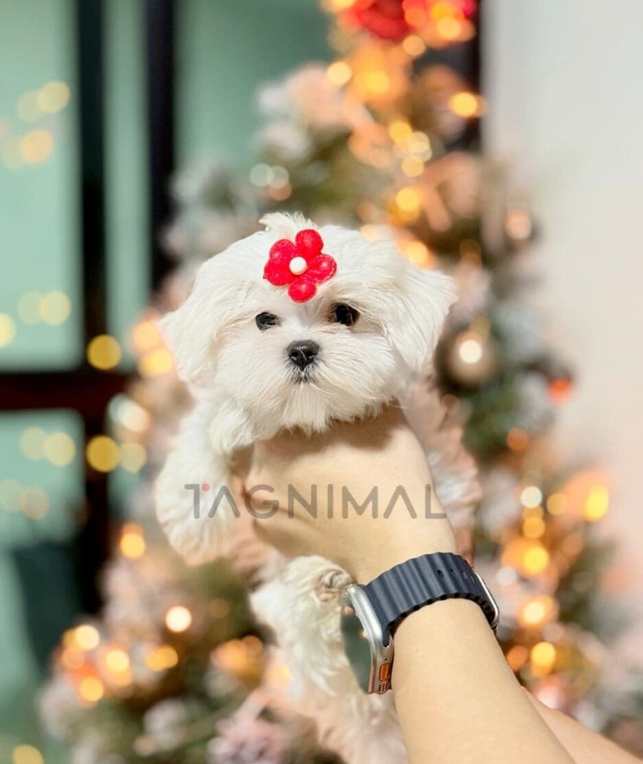 Maltese puppy for sale, dog for sale at Tagnimal