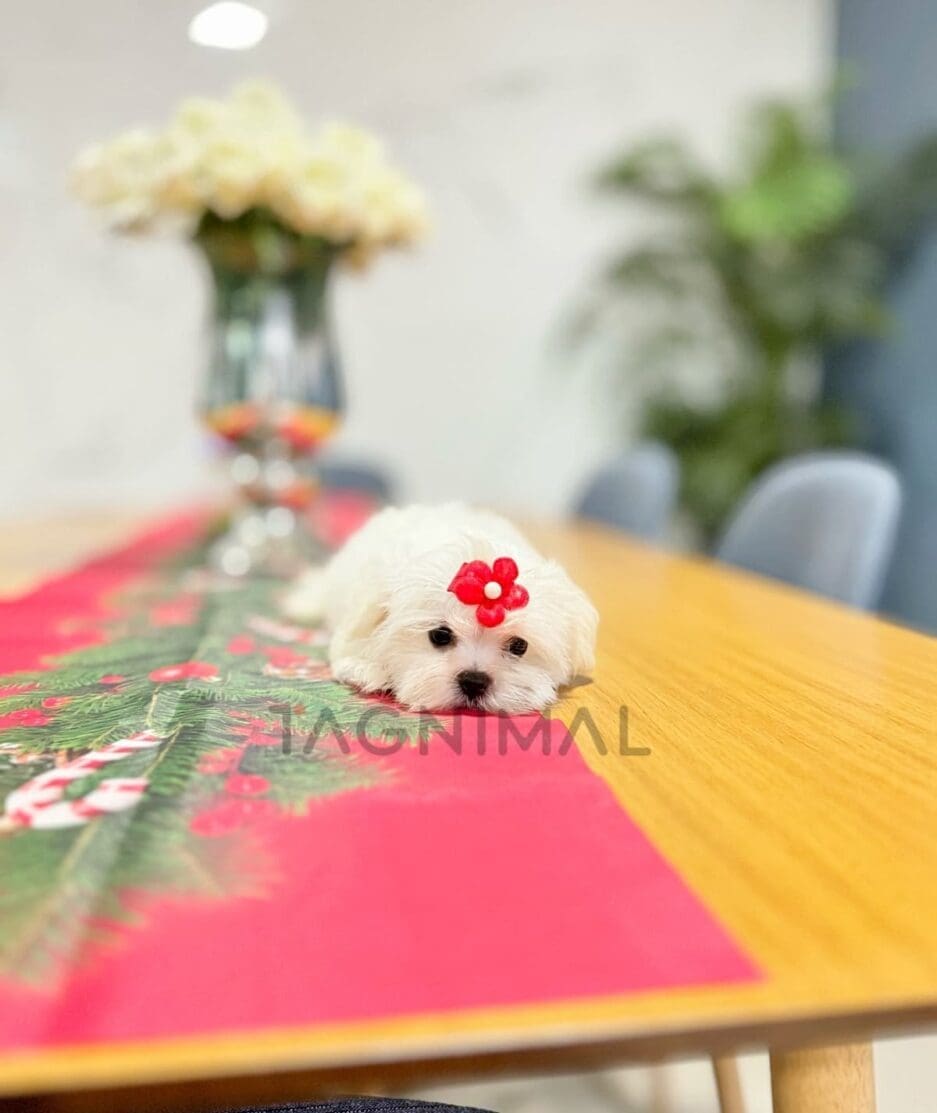 Maltese puppy for sale, dog for sale at Tagnimal