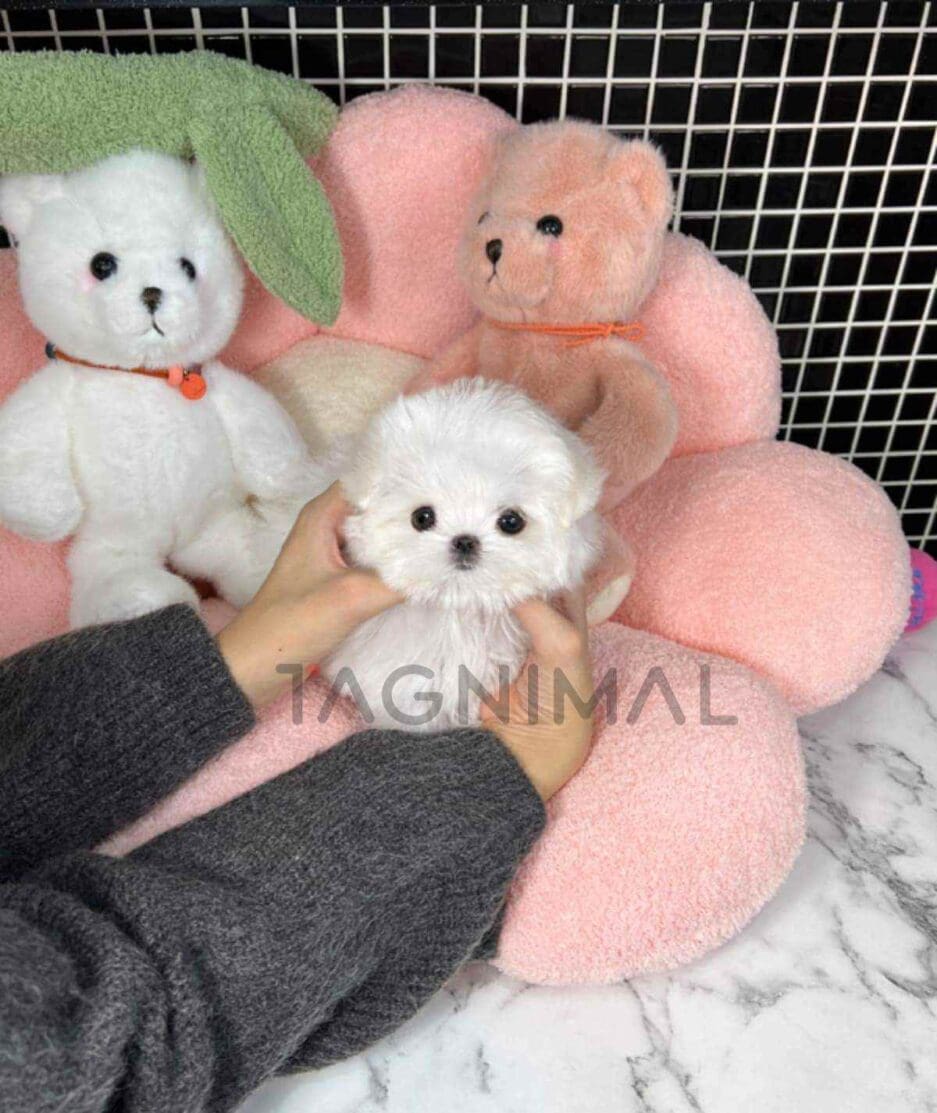 Maltese puppy for sale, dog for sale at Tagnimal