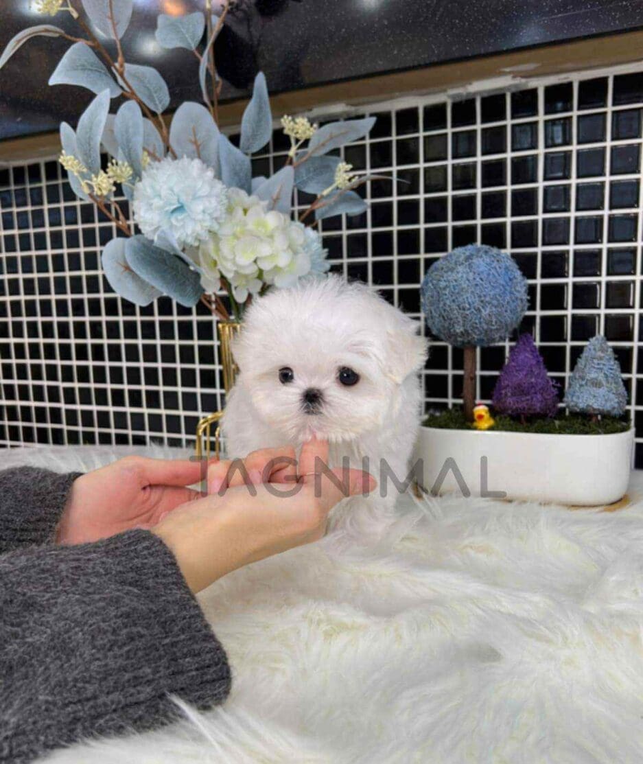 Maltese puppy for sale, dog for sale at Tagnimal