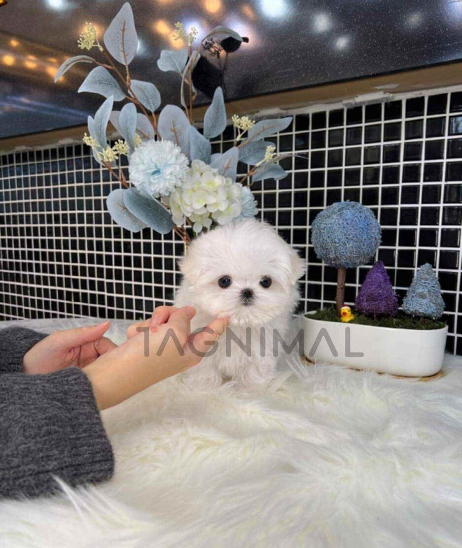 Maltese puppy for sale, dog for sale at Tagnimal