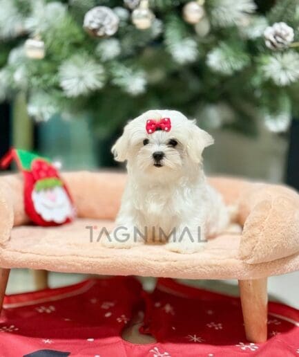 Maltese puppy for sale, dog for sale at Tagnimal