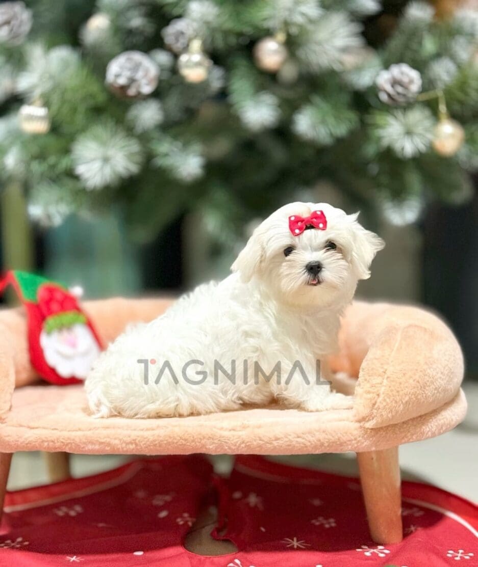 Maltese puppy for sale, dog for sale at Tagnimal