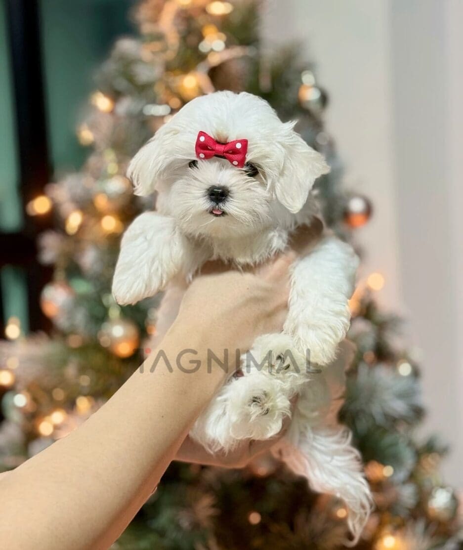 Maltese puppy for sale, dog for sale at Tagnimal