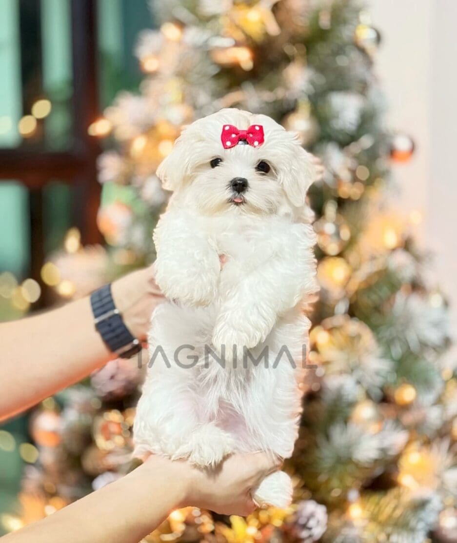 Maltese puppy for sale, dog for sale at Tagnimal