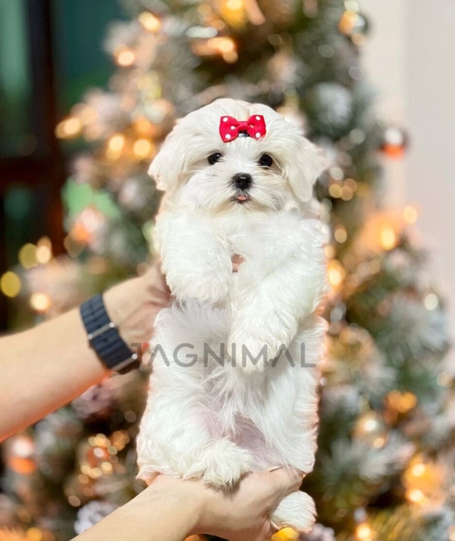 Maltese puppy for sale, dog for sale at Tagnimal